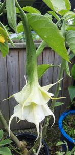Brugmansia's dubbelbloemige Trompetbloemen, Tuin en Terras, Bloembollen en Zaden, Ophalen