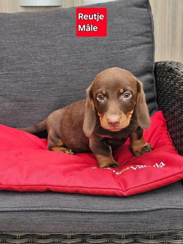 korthaar teckel pups beschikbaar voor biedingen