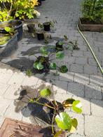 Witte waterlelie's 2st./5€., Tuin en Terras, Vijvers, Ophalen