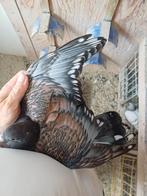 Kleurpostduiven, Dieren en Toebehoren