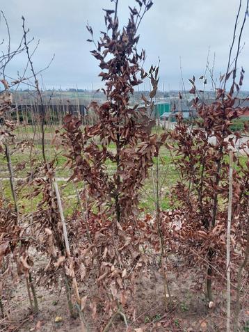 Haagbeuk/ carpinus betulus (haagplanten) beschikbaar voor biedingen