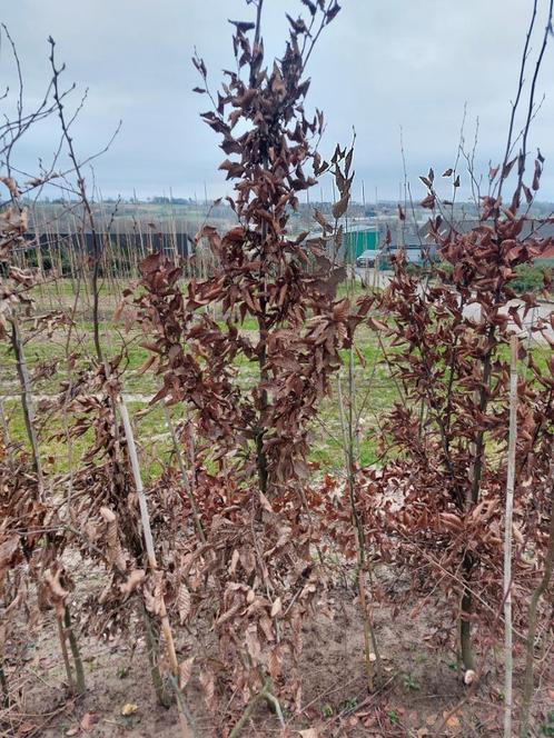 Haagbeuk/ carpinus betulus (haagplanten), Tuin en Terras, Planten | Struiken en Hagen, Haag, Haagbeuk, 100 tot 250 cm, Ophalen