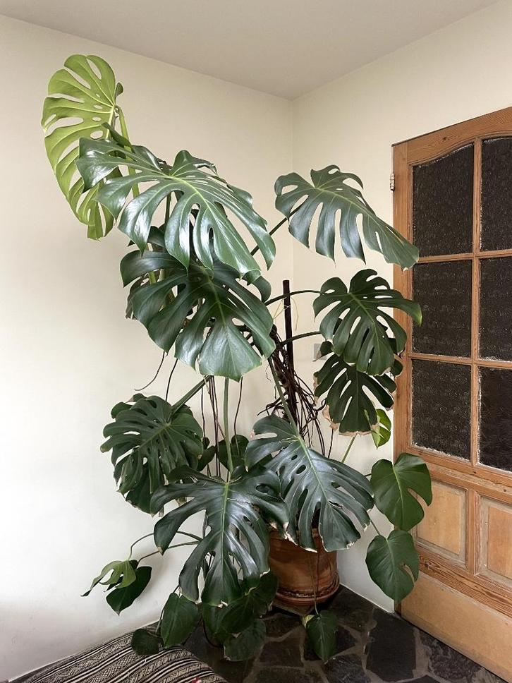 Gezocht: gratis (te) grote kamerplanten, Huis en Inrichting, Kamerplanten, Overige soorten, Ophalen