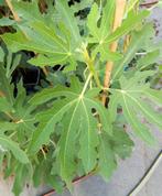 VIJGENPLANTEN "PRECOCE DE DALMATIE" Één van de beste rassen, Tuin en Terras, Planten | Tuinplanten, Volle zon, Vaste plant, Ophalen of Verzenden