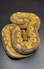 0.2 ultramel het pied cb23, Dieren en Toebehoren, Slang, Tam, 0 tot 2 jaar