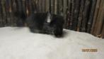 chinchillas, Dieren en Toebehoren, Knaagdieren, Chinchilla, Mannelijk, Mei, Tam