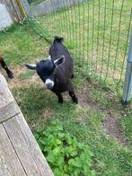 Dwergeitjes, Dieren en Toebehoren, Meerdere dieren, Geit, 0 tot 2 jaar