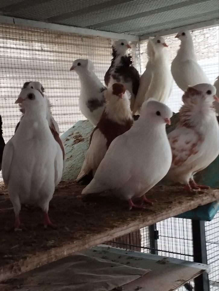 Sierduiven, Animaux & Accessoires, Oiseaux | Pigeons