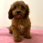 Cavapoo - pups te koop, Dieren en Toebehoren, Honden | Chihuahua's en Gezelschapshonden, 15 weken tot 1 jaar, Buitenland, CDV (hondenziekte)