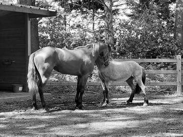 Dringend op zoek naar een gouden thuis voor 2 lieve paarden
