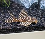 L333 Hypancistrus – King Tiger Pleco, Dieren en Toebehoren