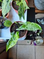 Syngonium mojito, Maison & Meubles, Plantes d'intérieur, Ombre partielle, En pot, Plante verte, Enlèvement ou Envoi
