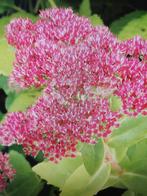 Sedum hemelsleutel, Tuin en Terras, Volle zon, Vaste plant, Zomer, Ophalen