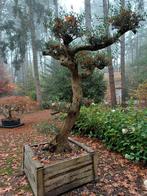 olijfboom, Jardin & Terrasse, Plantes | Arbres, Enlèvement ou Envoi, Olivier