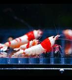 Crystal red pure red line garnalen caridina, Animaux & Accessoires, Poissons | Poissons d'aquarium
