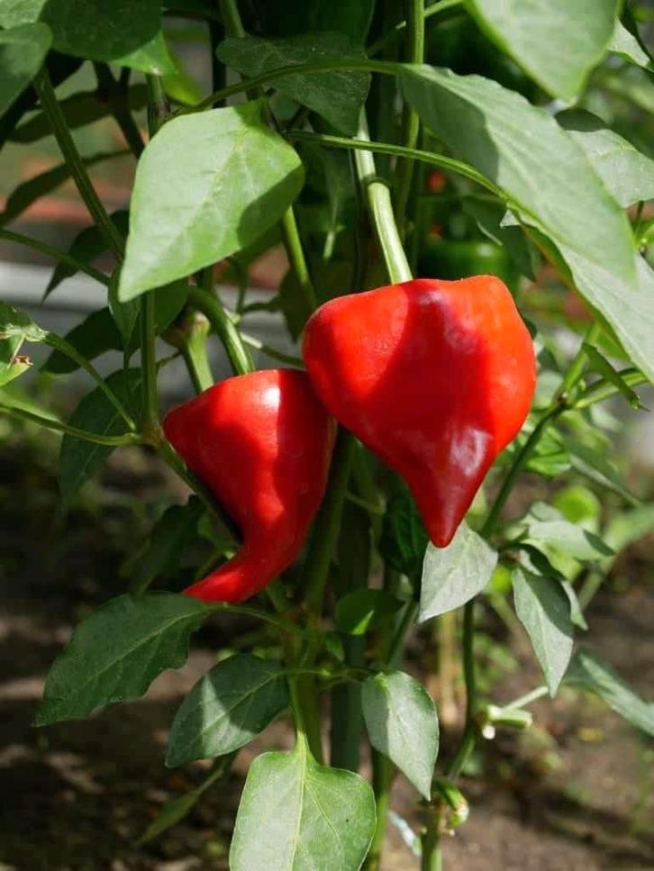 5 zaden paprika rode kaboutermuts - biologische teelt, Tuin en Terras, Bloembollen en Zaden, Zaad, Voorjaar, Volle zon, Verzenden