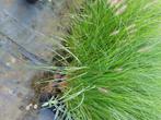 siergrassen pennisetum aan 0,50 euro/stuk, Ophalen, Vaste plant, Siergrassen, Halfschaduw