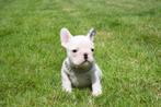 Mini French Bulldog geen import ( ouders aanwezig ), Particulier, Meerdere, Bulldog, 8 tot 15 weken