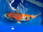 Japanse koi - ginrin showa - 43cm, Dieren en Toebehoren, Vissen | Vijvervissen, Karper of Koi