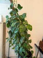 Huisplant 2,5 meter, Maison & Meubles, Enlèvement, Comme neuf