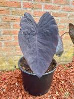 Colocasia Black Magic, Tuin en Terras, Planten | Tuinplanten, Ophalen, Vaste plant, Overige soorten