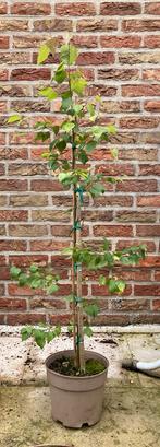 Ruwe berk - Betula pendula 100cm, Tuin en Terras, Planten | Bomen, In pot, Lente, Volle zon, Treurboom
