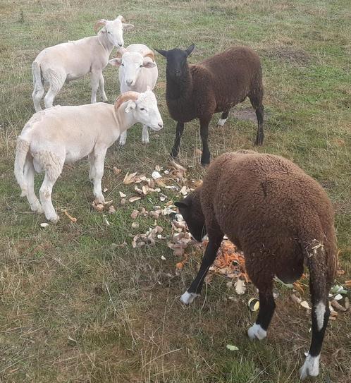 6 agneaux mâles nourris à volonté bien lire l'annonce svp, Dieren en Toebehoren, Schapen, Geiten en Varkens
