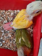 2 jonge pyrrhuras voor verdere handopfok, Dieren en Toebehoren, Vogels | Parkieten en Papegaaien, Geringd