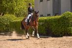 Jument de dressage talentueuse Ginger (Silvano X Rousseau), Animaux & Accessoires, Cheval de dressage, ZZ, 11 ans ou plus, 165 à 170 cm