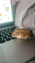 Hamster nain, Animaux & Accessoires, Rongeurs, Hamster, Décembre, Domestique, Sexe inconnu