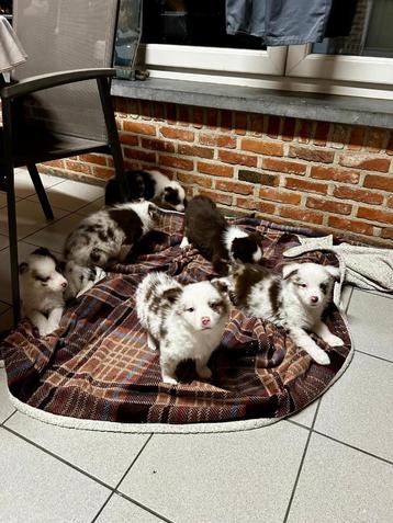 Leuke aussie x border collie pups beschikbaar voor biedingen