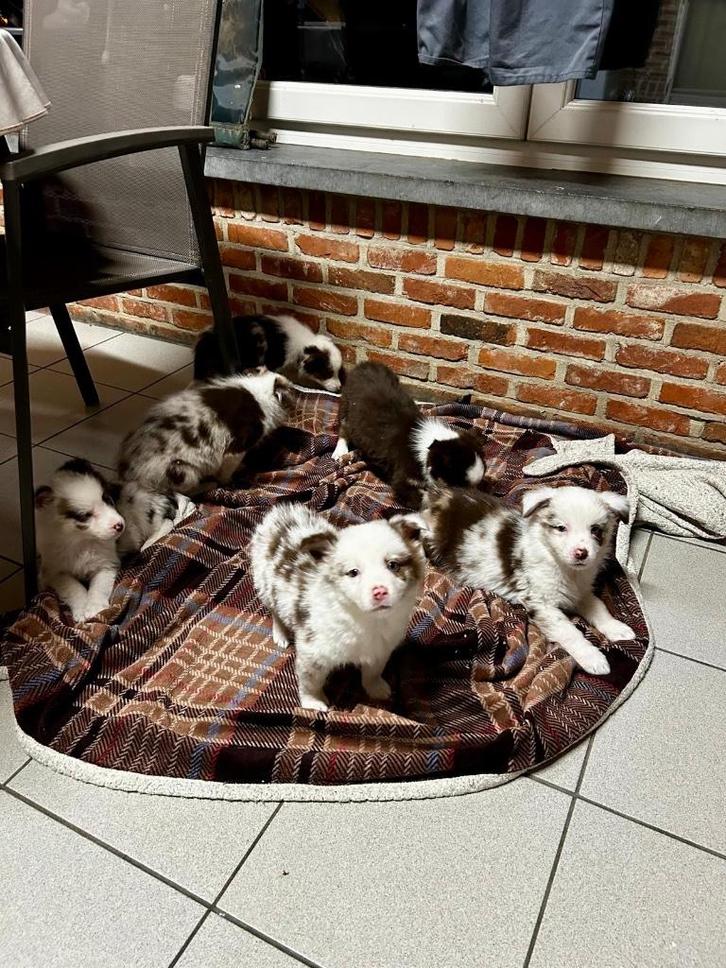 Leuke aussie x border collie pups, Dieren en Toebehoren, Honden | Herdershonden en Veedrijvers, Meerdere dieren, Collie, Fokker | Professioneel