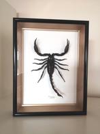 Scorpion impérator naturalisé, Collections, Collections Animaux, Enlèvement