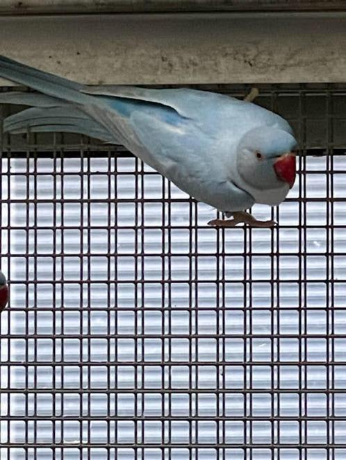 halsbandparkiet, Dieren en Toebehoren, Vogels | Parkieten en Papegaaien