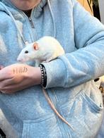 Ratjes zoeken goede thuis, Dieren en Toebehoren, Knaagdieren, Vrouwelijk, Rat