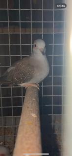 Vogels, Animaux & Accessoires, Oiseaux | Pigeons