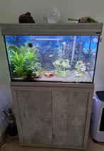 Aquarium met inhoud, Dieren en Toebehoren, Vis, Zoetwatervis