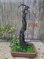 Bonsai boom berk, Tuin en Terras, Ophalen