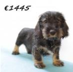 Teckel - Schattige ruwharige pups te koop, Dieren en Toebehoren, Honden | Teckels en Dashonden, 15 weken tot 1 jaar, Buitenland
