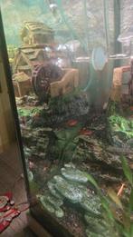 4 vuurtetra's, Enlèvement