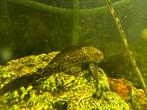 Pleco te geef (afmeting tussen 12 - 20 cm ), Animaux & Accessoires, Poisson d'eau douce