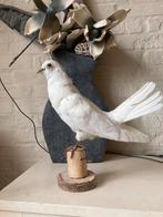 Nouvelle taxidermie de pigeon fantail farci / pigeon de paix, Collections, Animal empaillé, Enlèvement ou Envoi, Neuf, Oiseaux