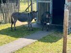 2 mooie mini ezels, Dieren en Toebehoren, Pony's, Merrie, A pony (tot 1.17m), Met stamboom, 11 jaar of ouder
