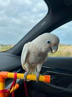 Prachtige Goffini kaketoe, Tam