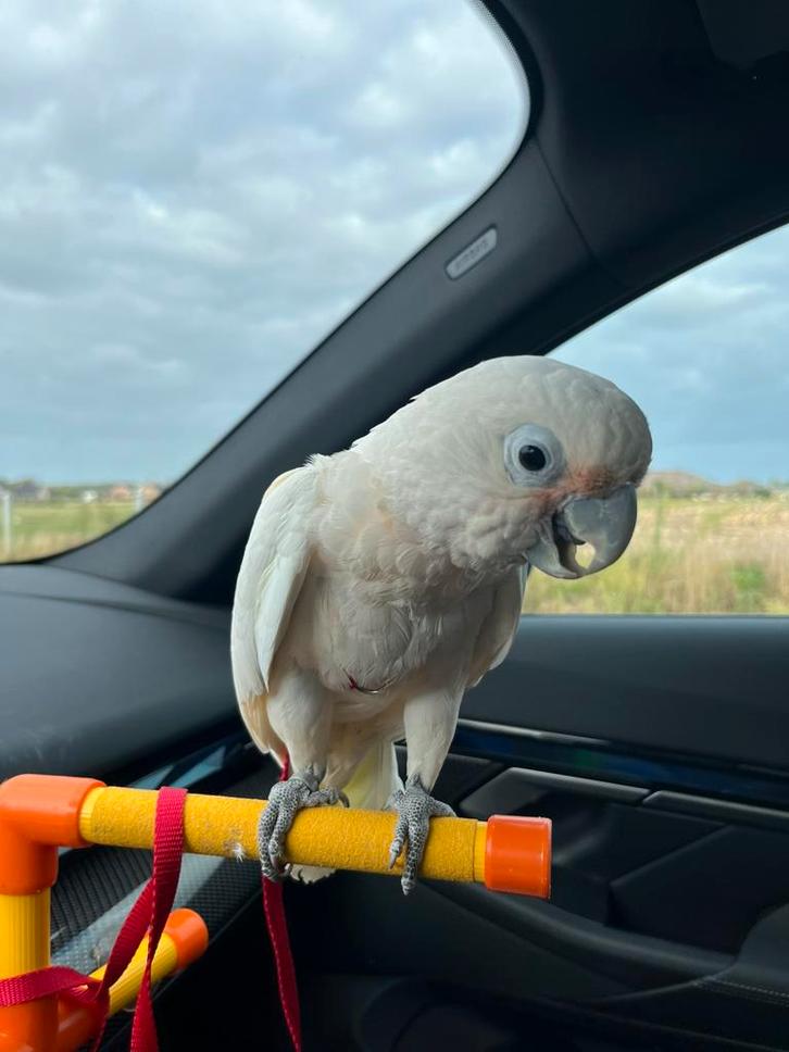 Prachtige Goffini kaketoe, Dieren en Toebehoren, Vogels | Parkieten en Papegaaien, Tam