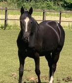 4 jaarse zwarte merrie zoekt nieuwe thuis, Dieren en Toebehoren, Paarden, Zadelmak, Recreatiepaard, Gechipt, Merrie