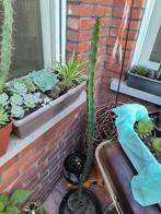 Lange cactus, Ophalen, Cactus, Volle zon, 150 tot 200 cm