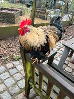 Tam jong haantje, Dieren en Toebehoren, Mannelijk, Kip