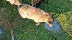 Ouessant ooien en bokjes, Meerdere dieren, Schaap, 0 tot 2 jaar