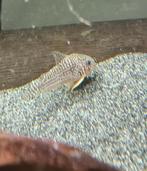 Corydoras sterbai 5 st binnenkort beschikbaar, Vis, Zoetwatervis